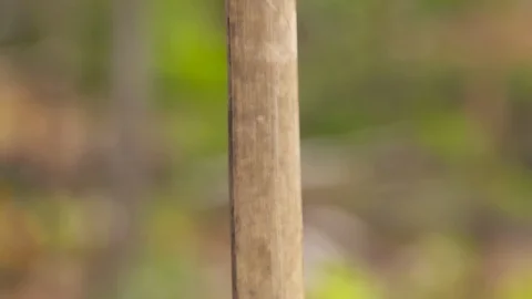 Tilt down a bamboo pole to a crossbeam Stock Footage 116564867