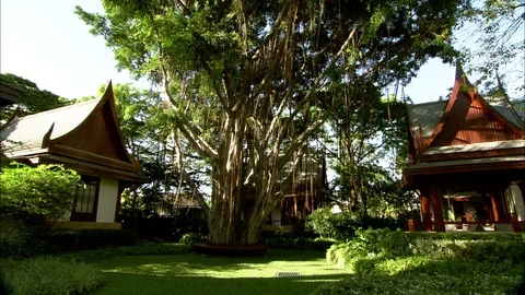 Tilt-Down Banyan Tree In Garden Stock Footage 94133496