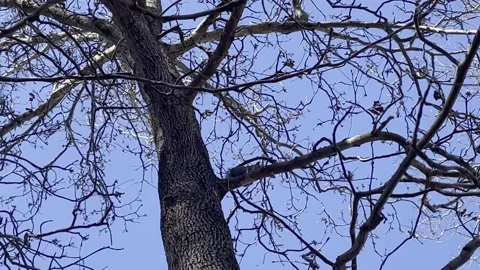 Tilt down of a bare tree against a clear blue sky in the winter Stock Footage 232444075