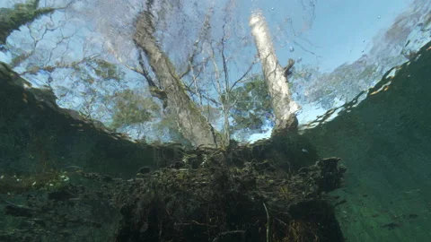 Tilt down from below the water surface to frame trees out of the water to plants Stock Footage 227121106