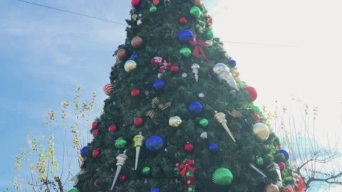 Tilt Down Big Christmas Tree Sunny day Eliijay Georgia 4k Stock Footage 260743067
