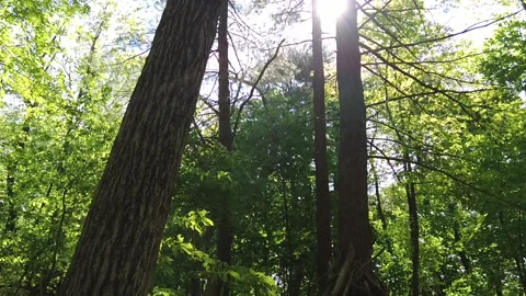 TILT DOWN BIG TREES Video stock 194859899