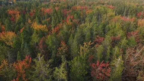 Tilt down to birds eye of fall trees in Maine  Stock Footage 96709923