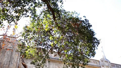 Tilt down of bridge 스톡 동영상 85486235