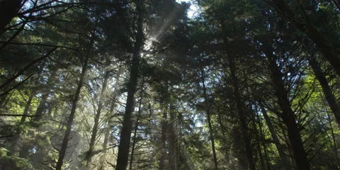 Tilt-down from bright sun behind treetops to slanting rays falling on forest Stock Footage 59120611