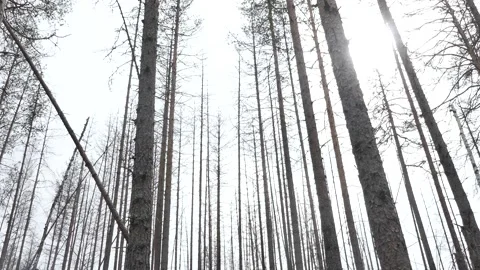 Tilt down burned hillside forest with tree stumps, dry trunks, moss lichen Stock Footage 318196321