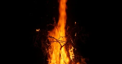 Tilt down on burning bush Stock Footage 120895810