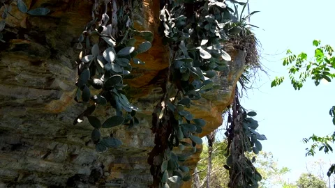 Tilt down from Caatinga vegetation to Pratinha River Video stock 165553076