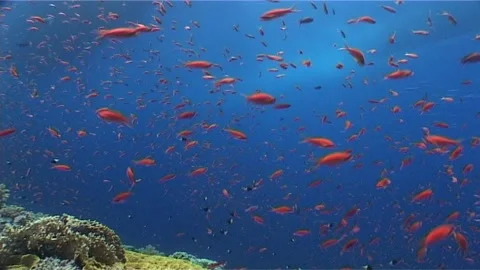 Tilt Down Of Cabbage Coral in Red Sea Stock Footage 301019411