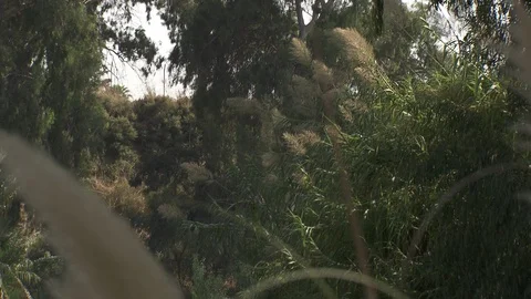 Tilt down to calm Jordan River in Galilee Stock Footage 86759700