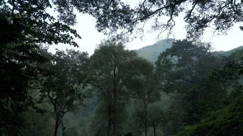 Tilt down camera Dark Tall trees in forest in evening with mountain Stock Footage 174648554