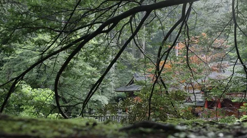 Tilt Down Camera Hanging Branch in Foreground with Shrine Surround Tree Stock Footage 129304903