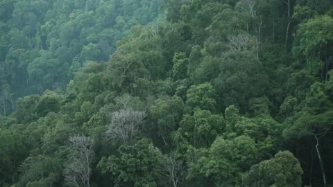 Tilt down camera movement Dark Green Dense of Tall Tree in Forest on mountain Stock Footage 174656856