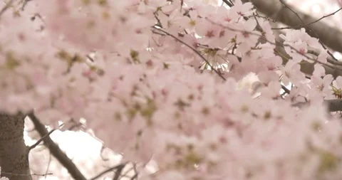 Tilt Down Cherry Blossom Tree in Washington DC Stock Footage 106207946
