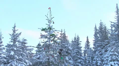 Tilt down Christmas Tree with Presents Stock Footage