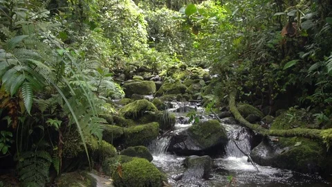 Tilt down a clearwater stream flowing in slow motion through montane rainforest Stock Footage