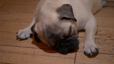Tilt down on close up of pug puppy sleeping Video stock 103628161