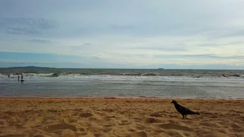 Tilt down from Clouds to Golden Sands, Pigeon Walks Through Shot Stock Footage 148362782