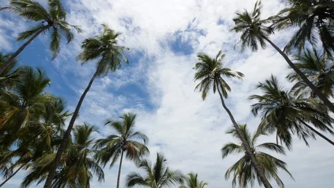 Tilt down on coconut trees in front of the devil island in French Guiana Stock Footage 98208829