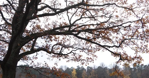 Tilt down from colorful tree to a group of soldiers doing military training Stock Footage 126362394