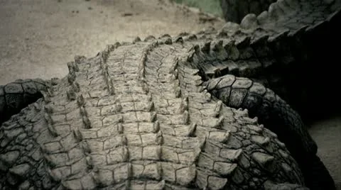Tilt Down on Crocodile Stock Footage 12340787