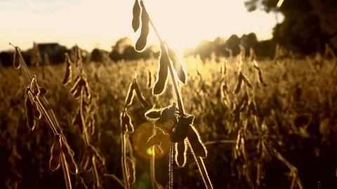 Tilt down to CU of GMO soybeans ripening in a midwest farm field B 1 Stock-Footage 99711111