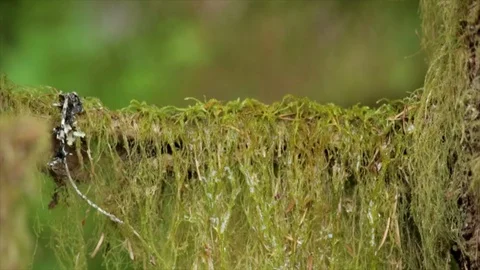 Tilt down CU wet moss dripping on tree tranches. Stock Footage 86757659