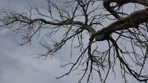 Tilt down from dead tree branches to see abandoned house on Texas prairie, 4K. Stock Footage 318302187
