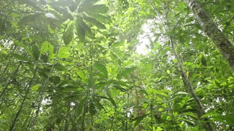 Tilt down at dense forest 스톡 동영상 149123739