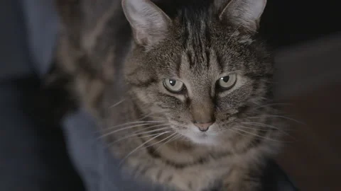 Tilt down dolly in on tabby cat resting on armchair Stock Footage 146975939