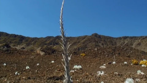 Tilt Down Dried Stalk of Wild Plant 動画素材 92402330
