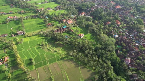 Tilt down drone shot of rice fields on sunny day. Ubud, Bali, Indonesia. Stock Footage 285097401