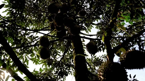 Tilt down, durian tree in the garden , Take a backlit video Stock Footage 106178414