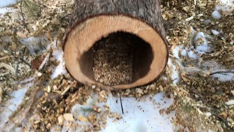 Tilt down to empty tree trunk killed by parasites Stock Footage 85869231