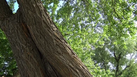 Tilt down establishing shot of park with geese Stock Footage 75819341