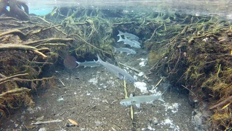 Tilt down of Fish swimming by tree roots underwater - Everglades, Florida Stock Footage 115368258