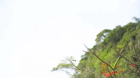 Tilt Down Flame Tree or ' Peacock Tail Flower ' in Thailand 스톡 동영상 128942794