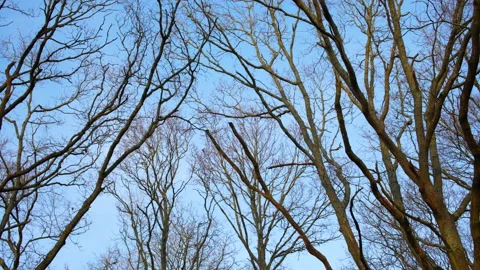 Tilt down to floor in forest at sunset Stock Footage 235216412