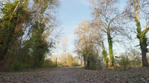 Tilt-down footage of a path among trees covered in leaves on a windy winter day Stock-Footage 256444690