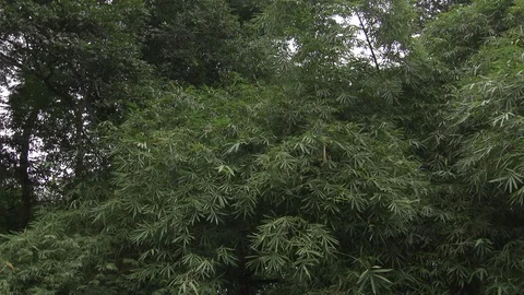 Tilt down from forest canopy to footbridge running through Sacred Grove. Stock Footage 86761299