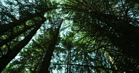 Tilt down forest reveal Stock Footage 248084112