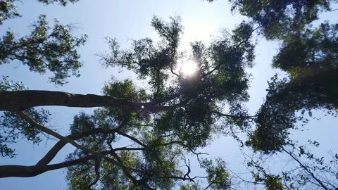 Tilt down forest sunny day Video stock 169357403