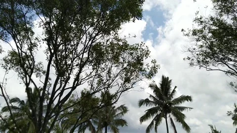 Tilt down forest sunny day Video stock 170834488