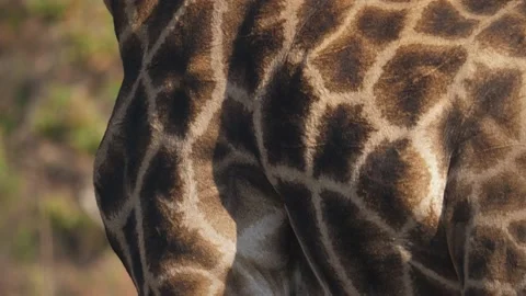 Tilt down giraffe's leg from its shoulder to ground. Hooves walk away Stock Footage 218593035