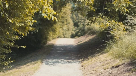 Tilt down from green tree leaves to a trail in the woods, selective focus Stock Footage 276096623