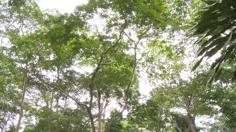 Tilt down from green tree tops to pavilion and statue of mother with child. Stock Footage 86760755