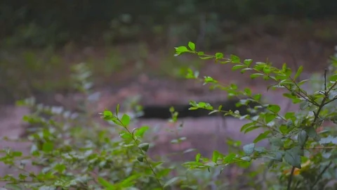 Tilt down into hole with trees growing out Stock Footage 90354967