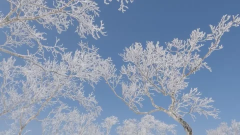 Tilt down ice and white frost on branches of silver birch tree Stock Footage 273643685