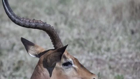 Tilt Down of Impala from Horns to Face Stock Footage 142486578