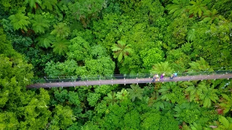 Tilt down to incredible swing bridge in jungle Stockbeeldmateriaal 93718042